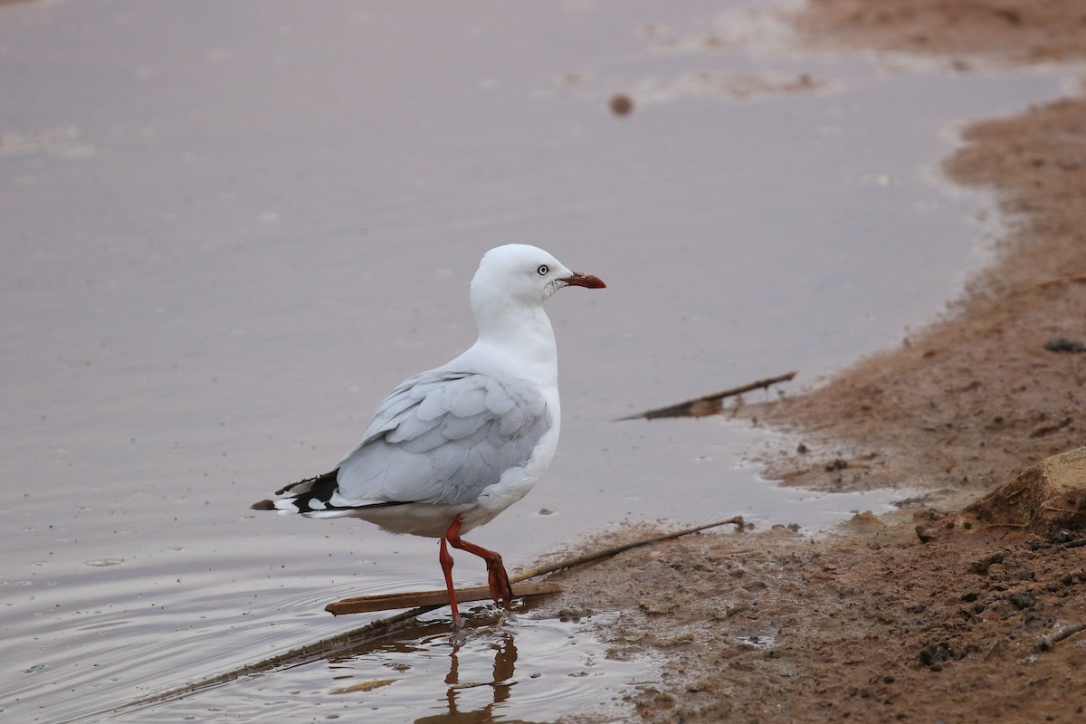 Silver Gull - ML644134537