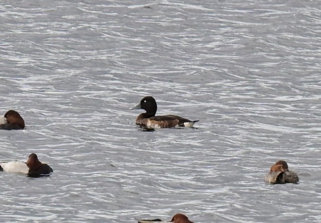 Baer's Pochard - ML644134538