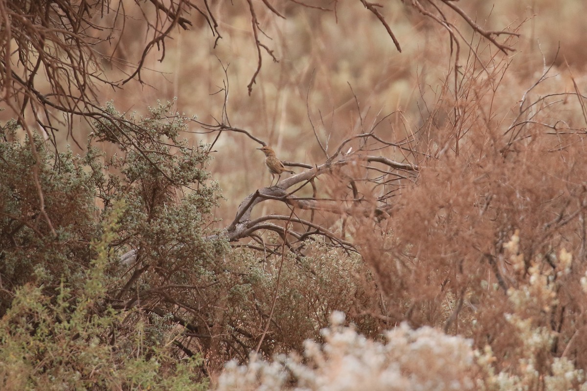 Rufous Fieldwren - ML644134543