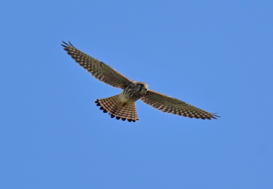 Eurasian Kestrel - ML644134544