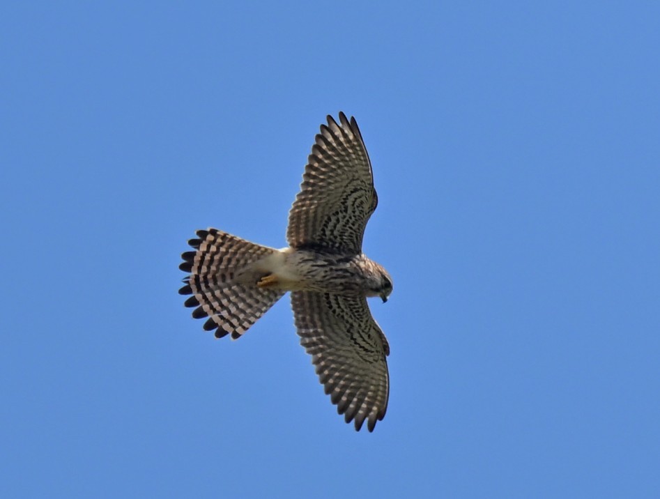 Eurasian Kestrel - ML644134547