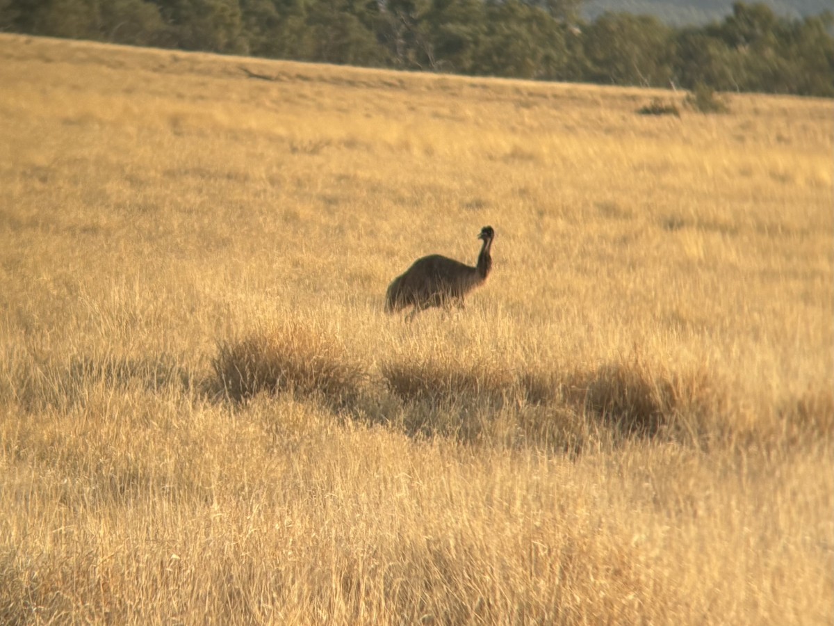 emu hnědý - ML644134548