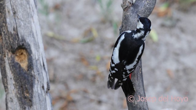 Great Spotted Woodpecker - ML644134562