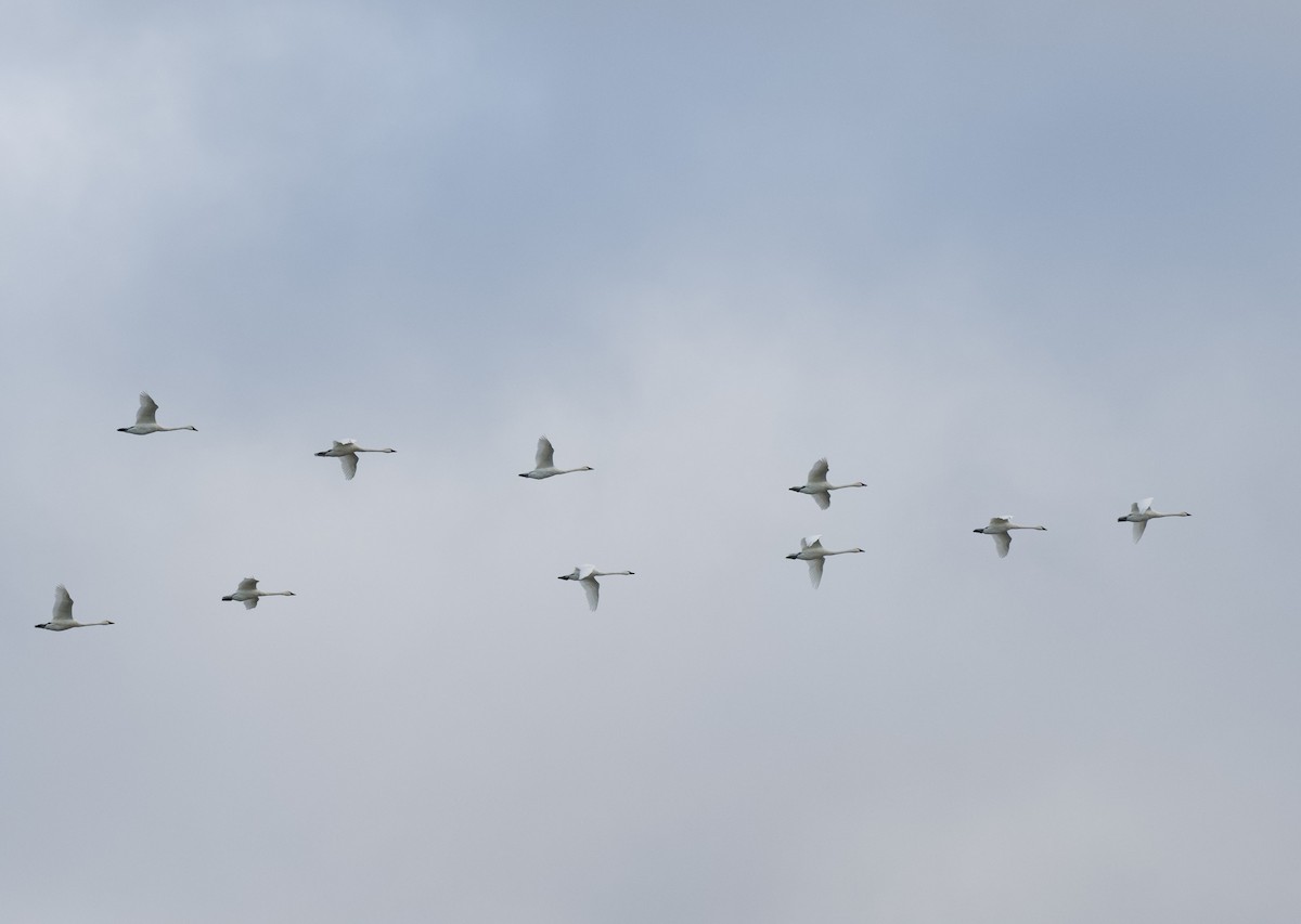Tundra Swan - ML644134566