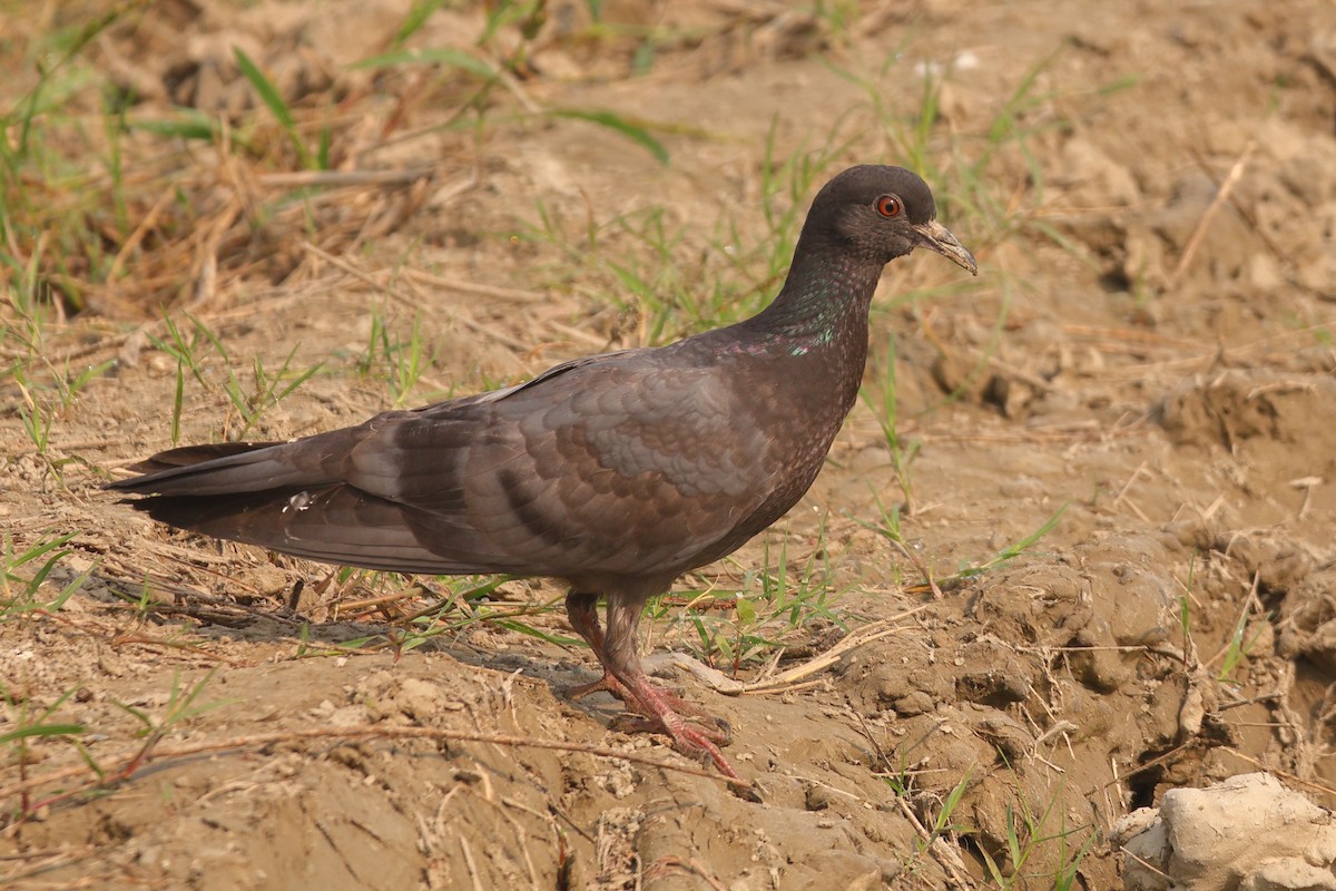 Rock Pigeon (Feral Pigeon) - ML644134583