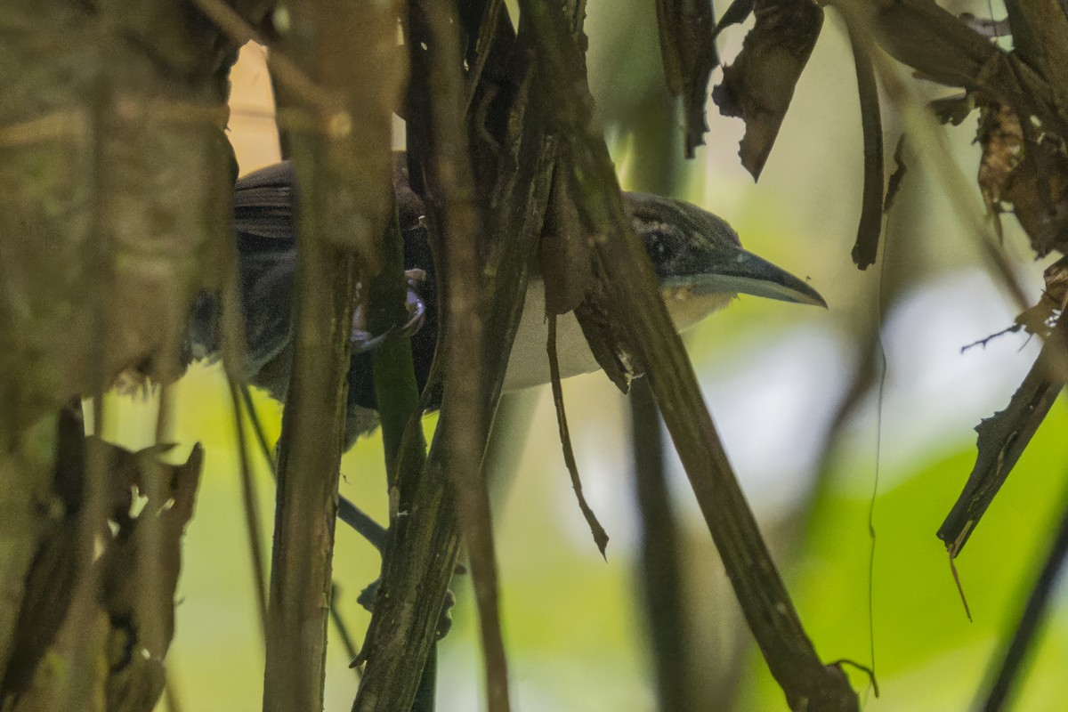 Black-bellied Wren - ML644134585