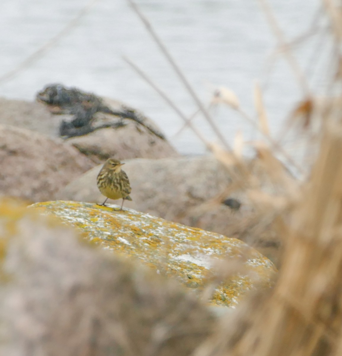 Rock Pipit - ML644134618