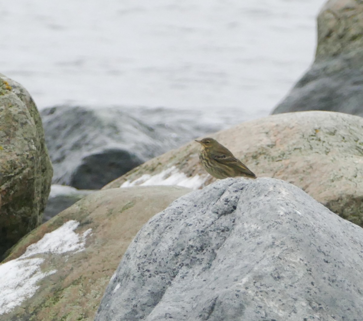 Rock Pipit - ML644134619