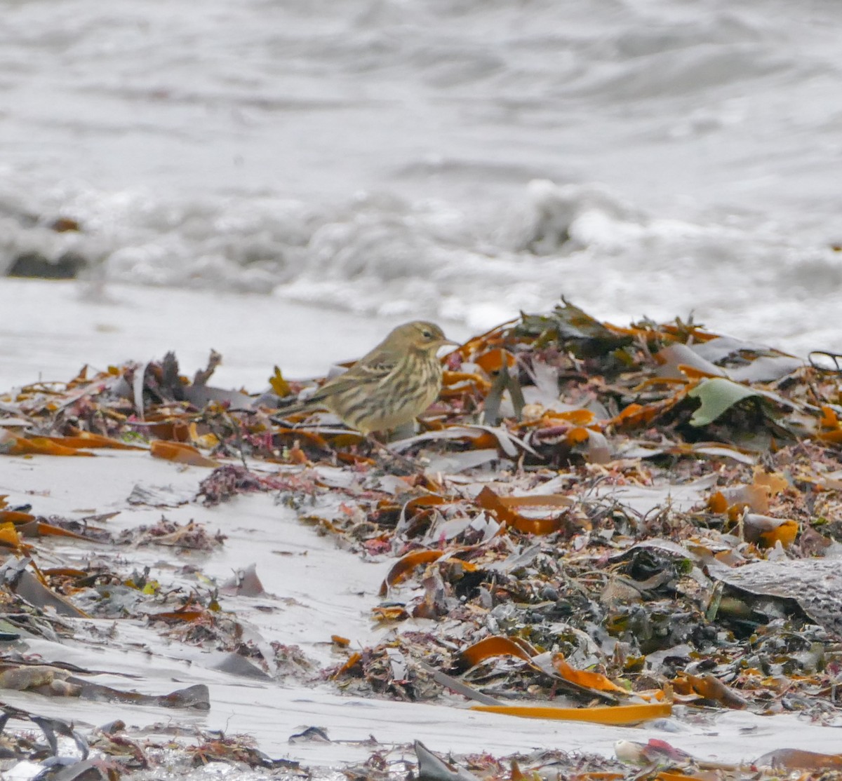 Rock Pipit - ML644134620