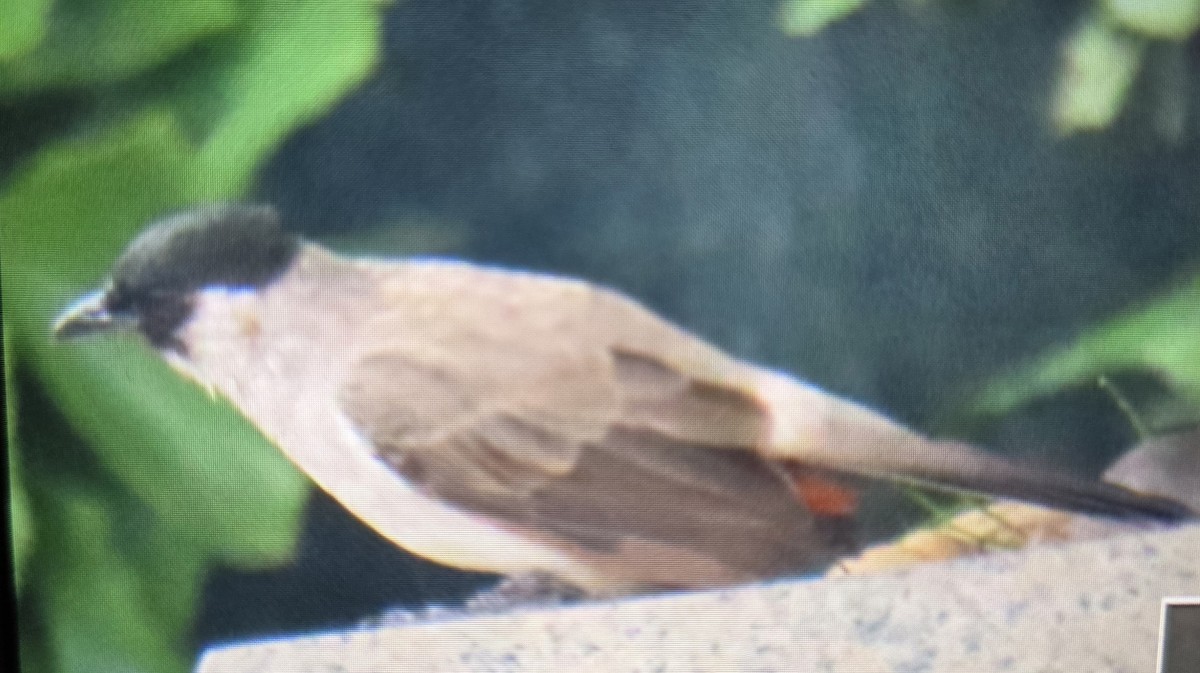 Sooty-headed Bulbul - ML644134624