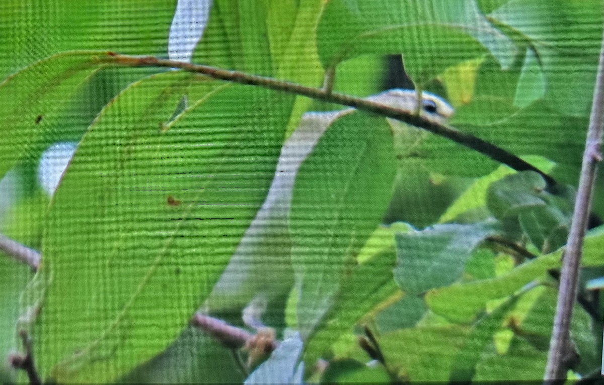 Борлог дууч шувуу - ML644134630