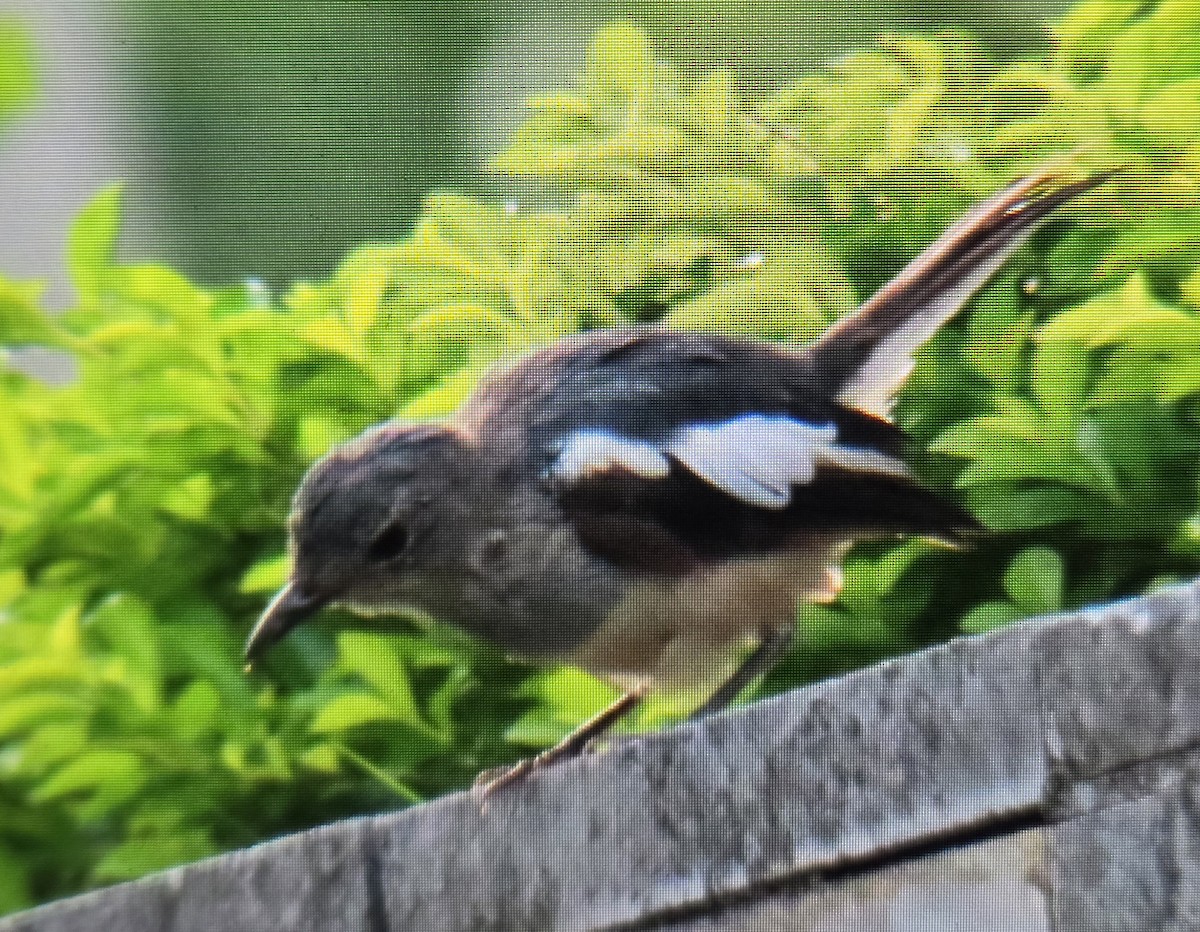 Oriental Magpie-Robin - ML644134631