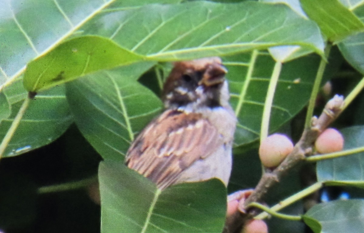 Хээрийн бор шувуу - ML644134637