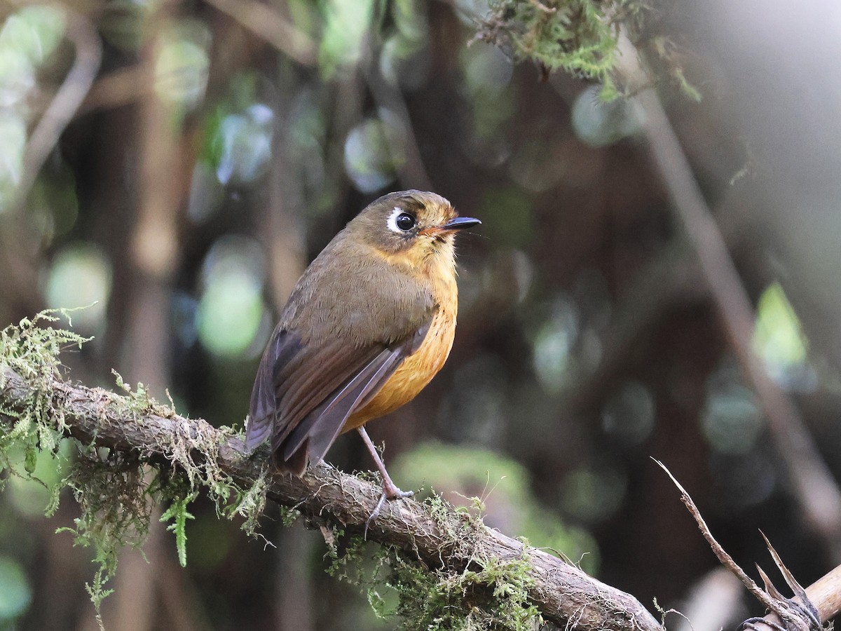 Leymebamba Antpitta - ML644134638