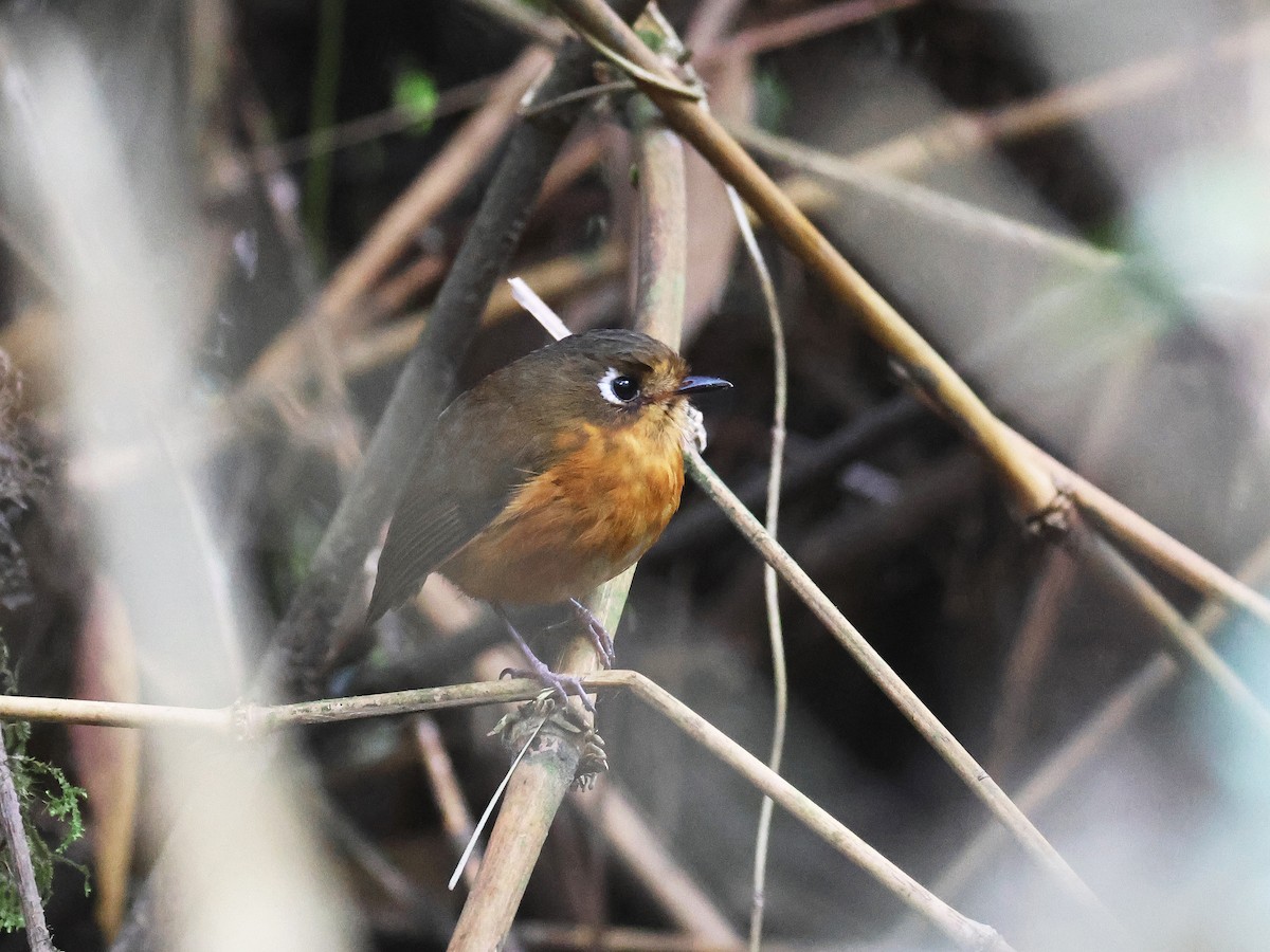 Leymebamba Antpitta - ML644134640
