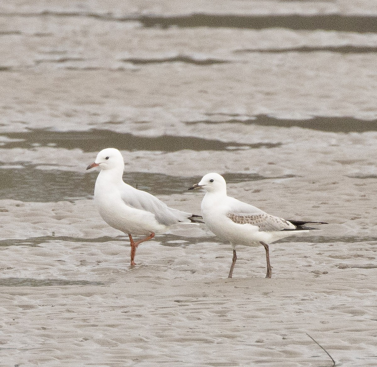 Silver Gull - ML644134674