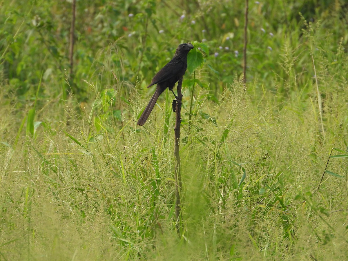 Ani à bec lisse - ML644134681