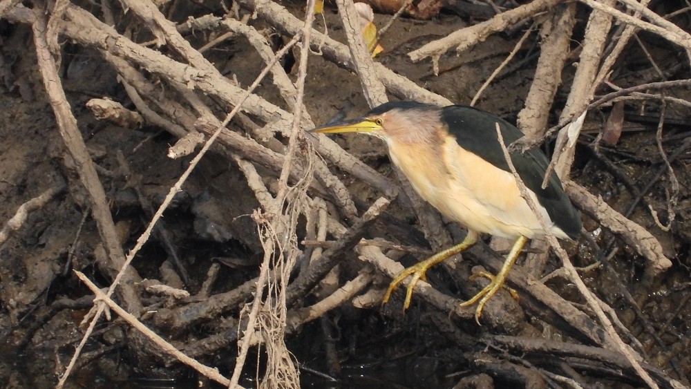 Little Bittern - ML644134701