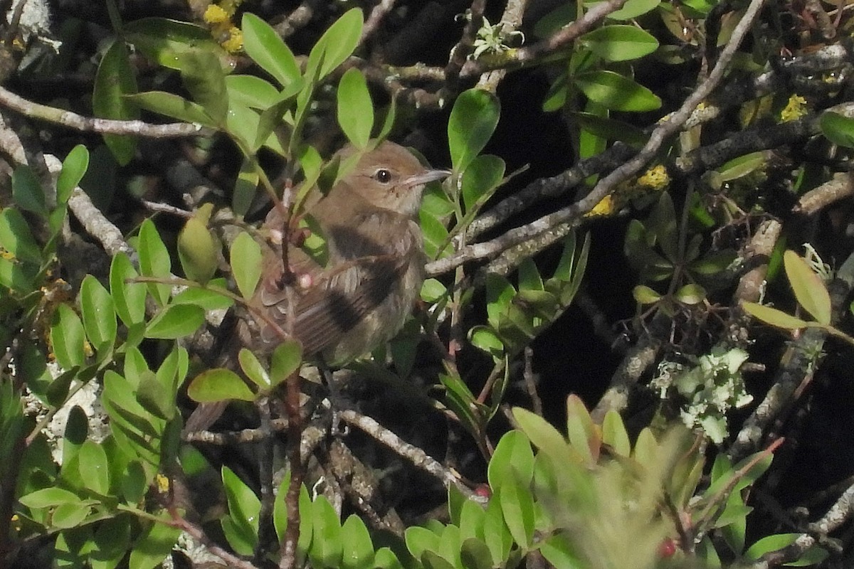 Garden Warbler - ML644134705