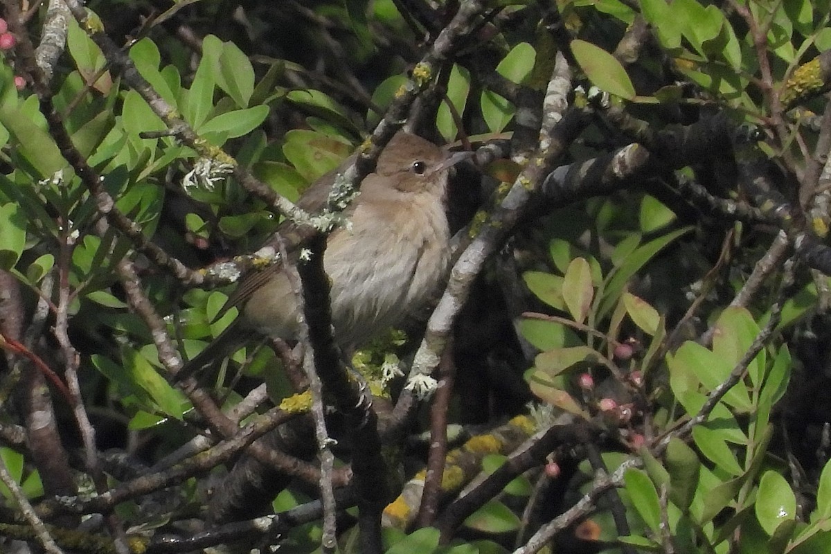 Garden Warbler - ML644134706