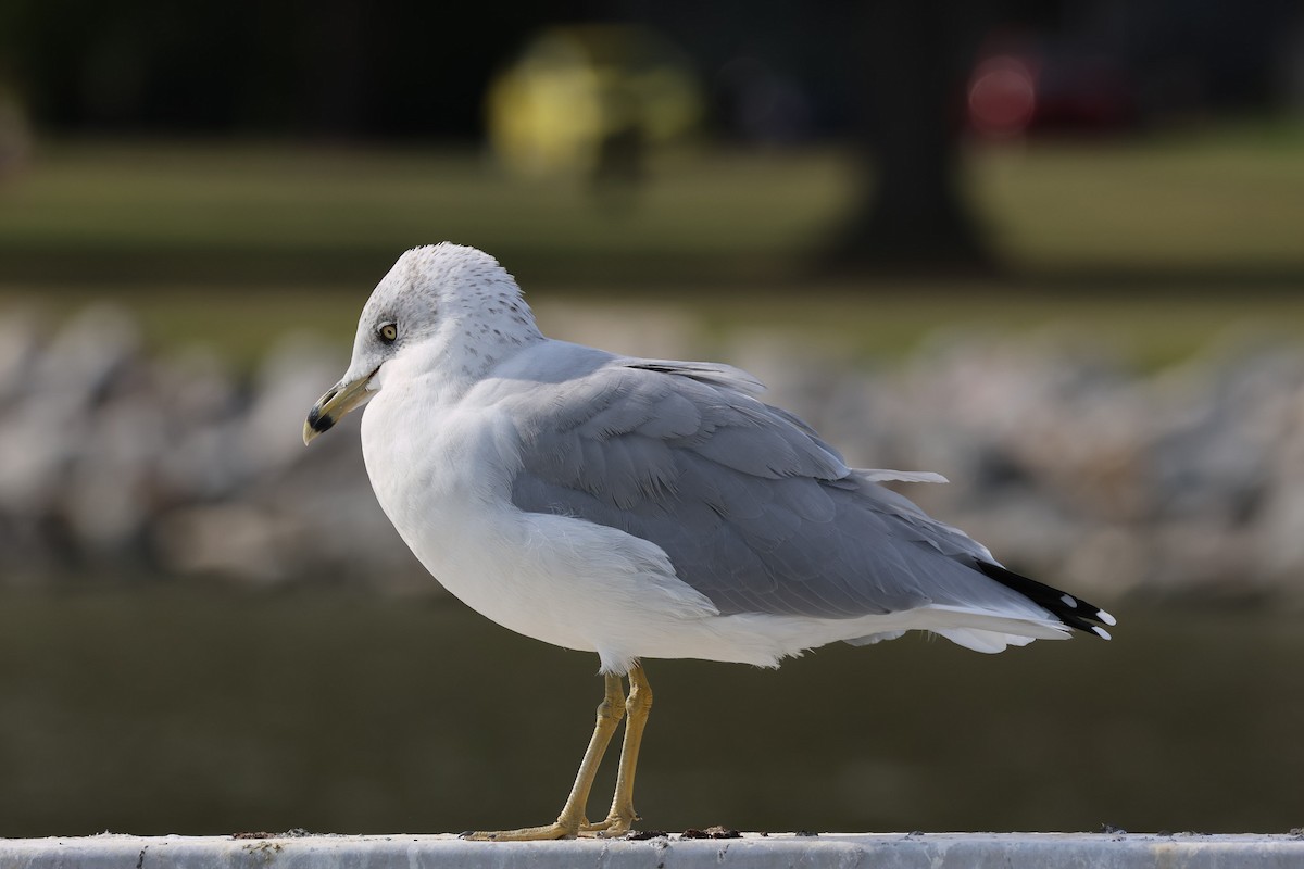 Ring-billed Gull - ML644134707