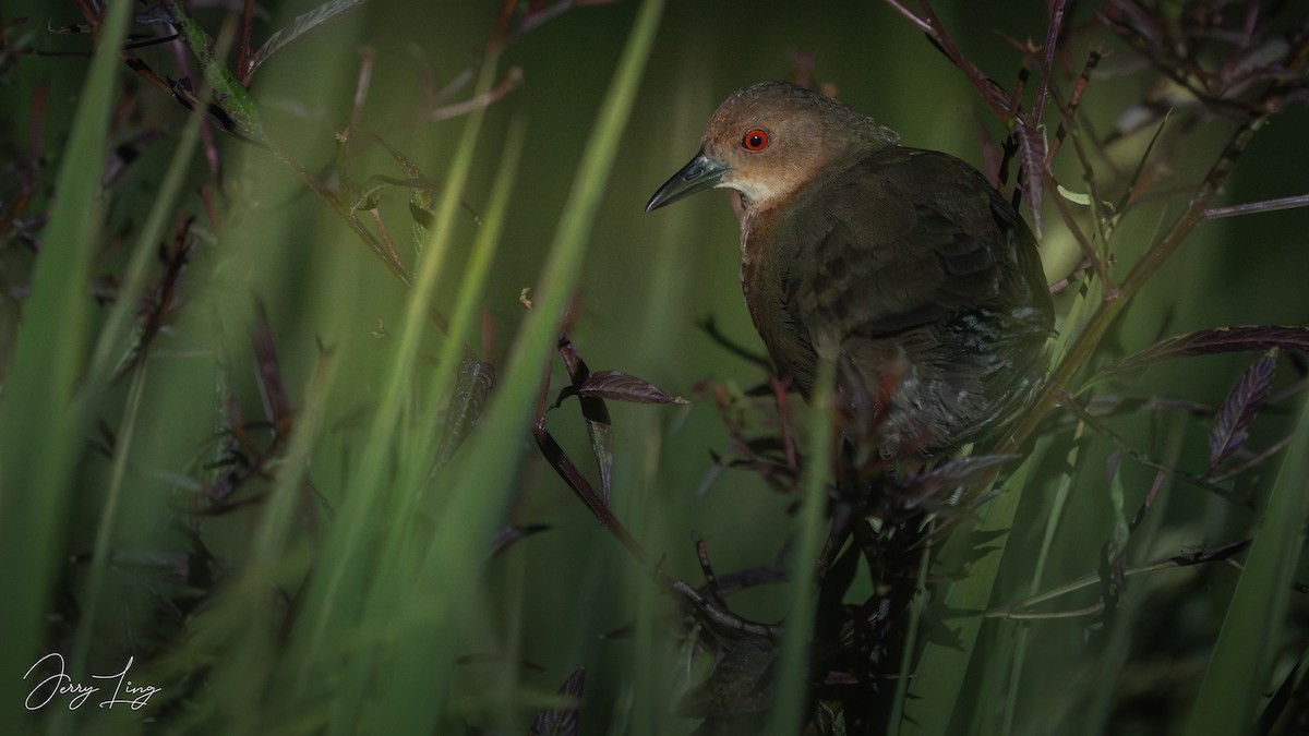 Zimtsumpfhuhn - ML644134715