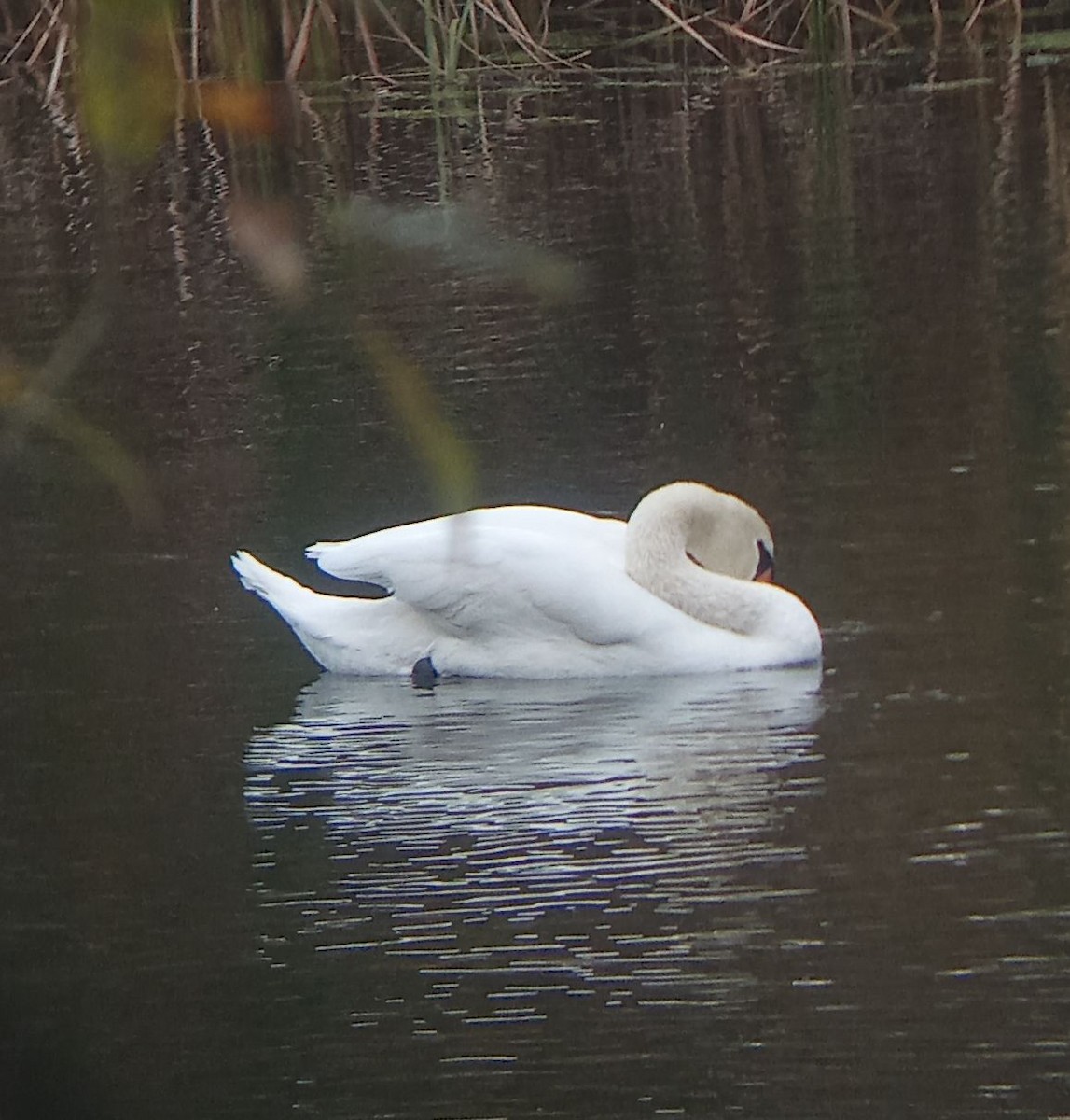 Mute Swan - ML644134722