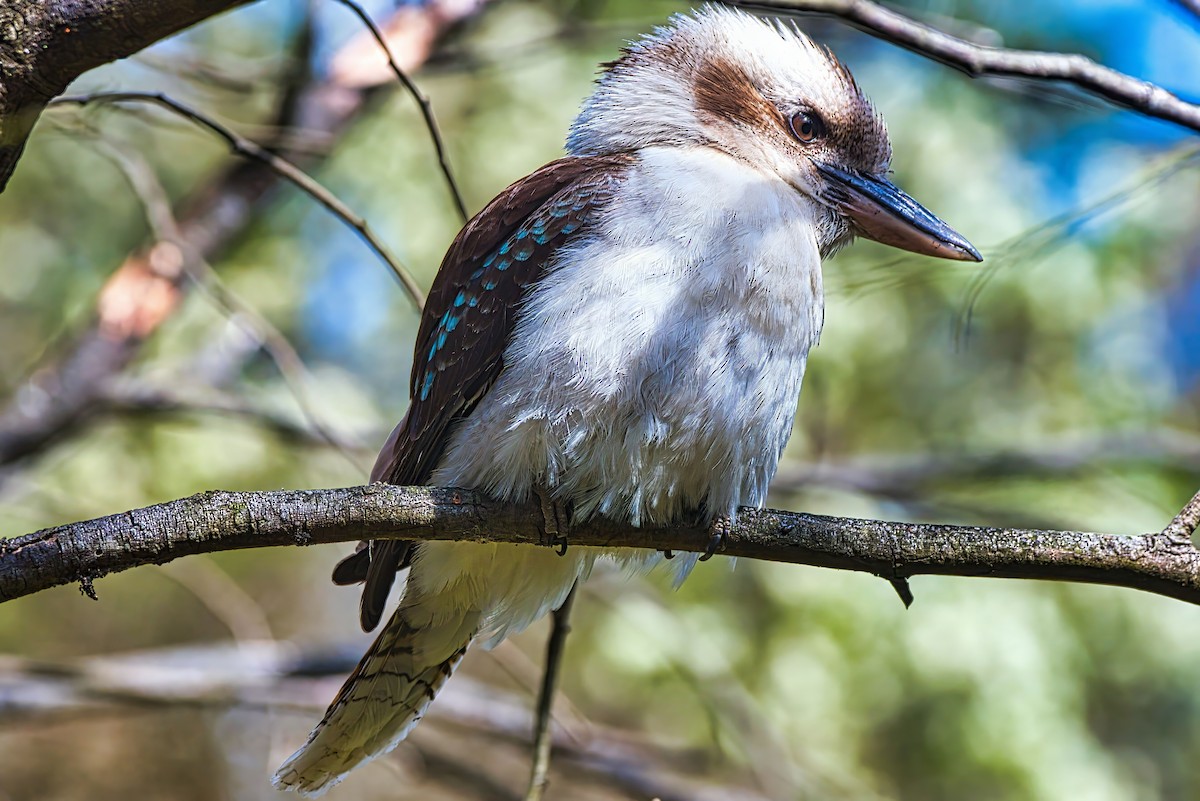 Laughing Kookaburra - ML644134723