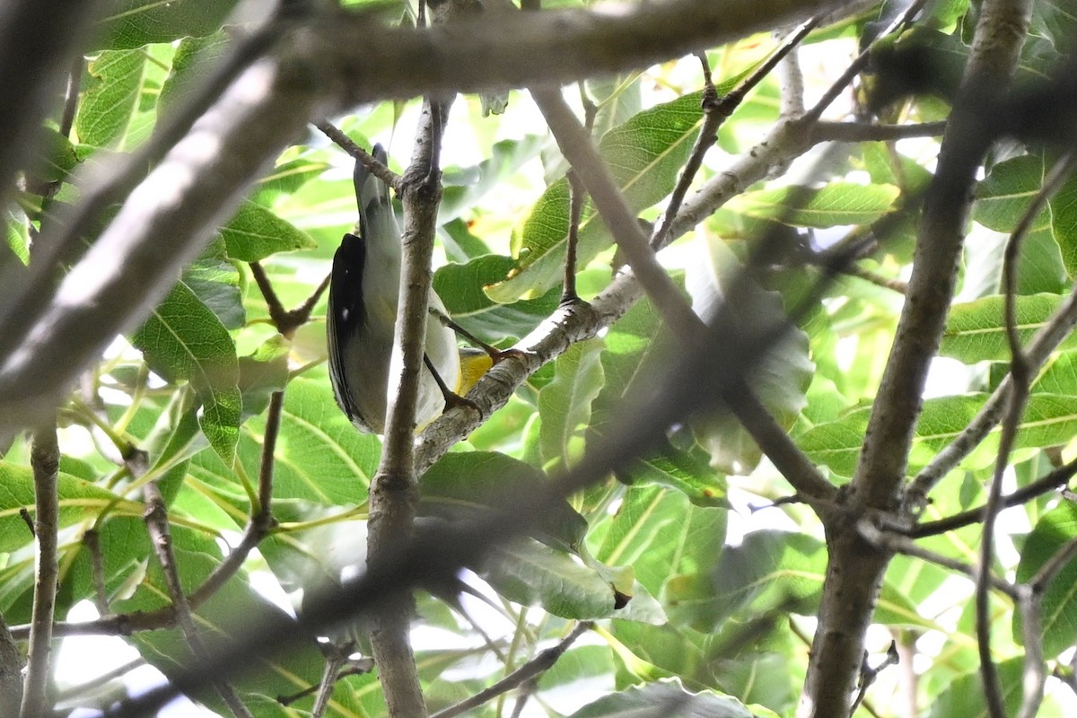 stryparula - ML644134765