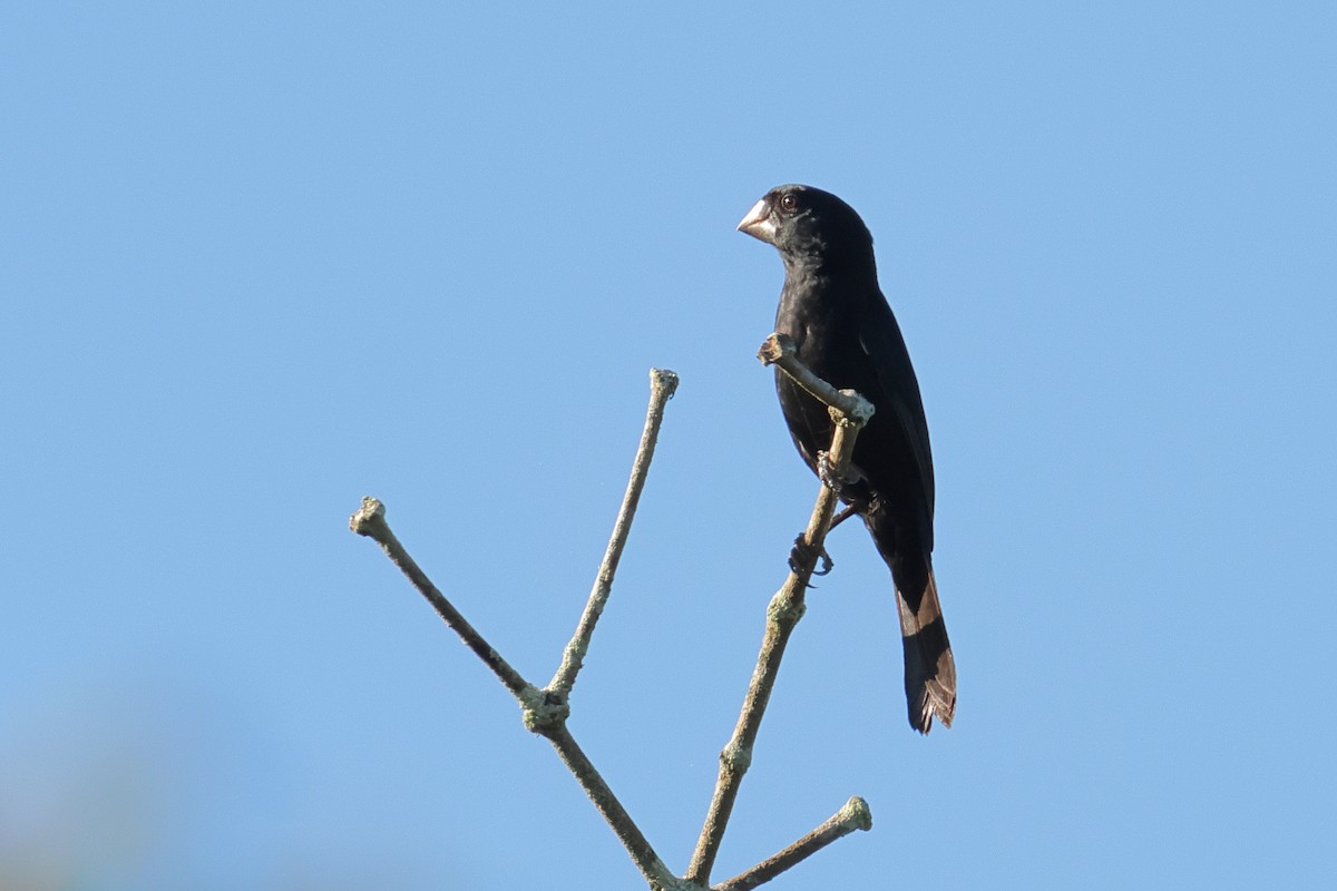 Black-billed Seed-Finch - ML644134767