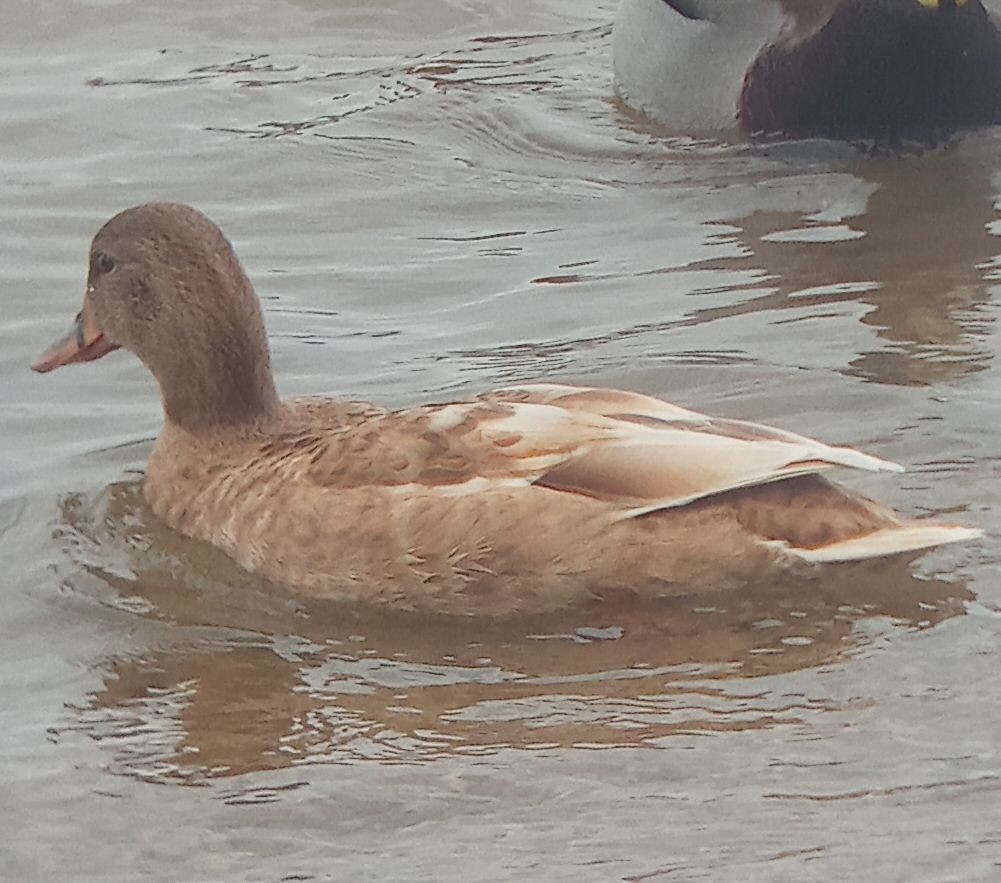 Mallard - ML644134770
