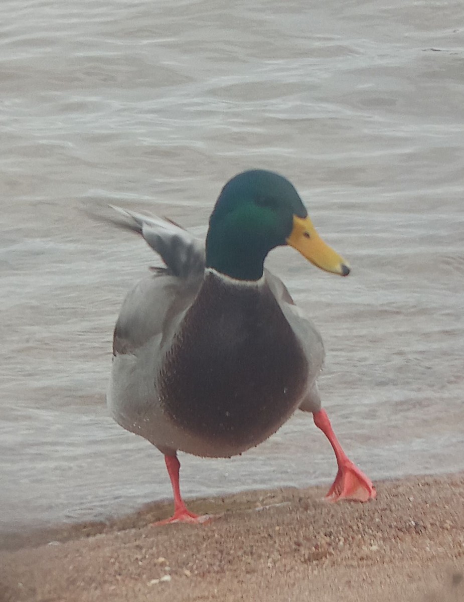 Mallard - ML644134771