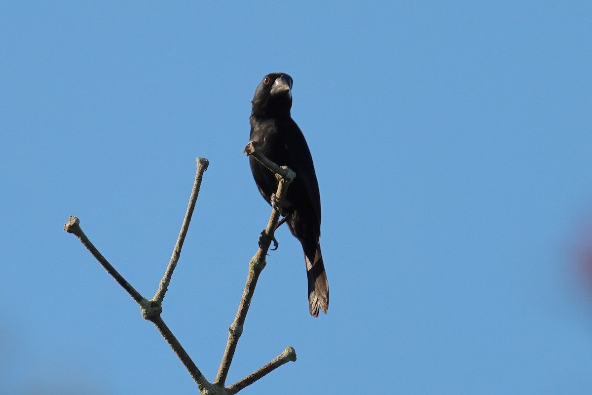 Black-billed Seed-Finch - ML644134779