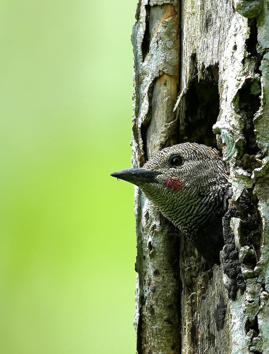Zebra Woodpecker - ML644134785