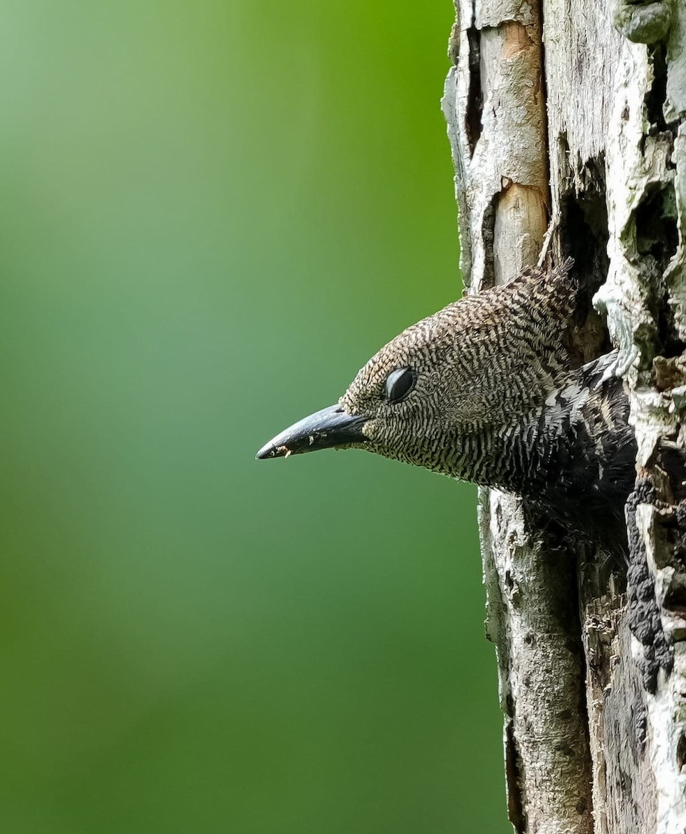 Zebra Woodpecker - ML644134786