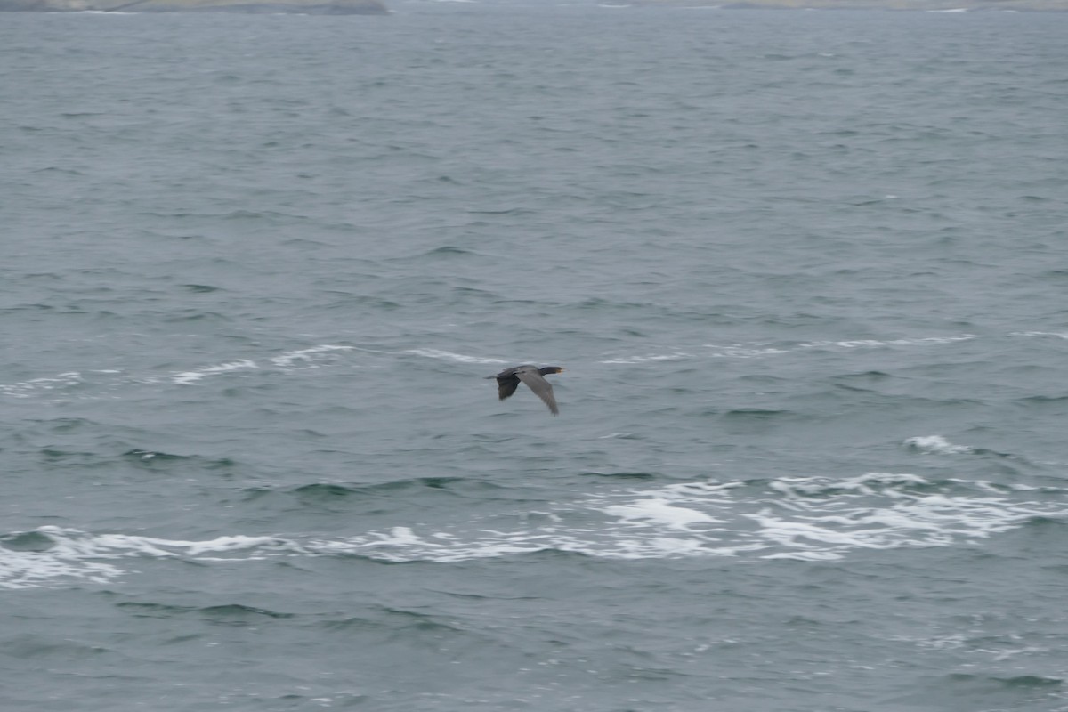 Great Cormorant - ML644134792