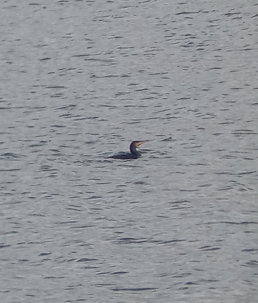 Great Cormorant - ML644134793