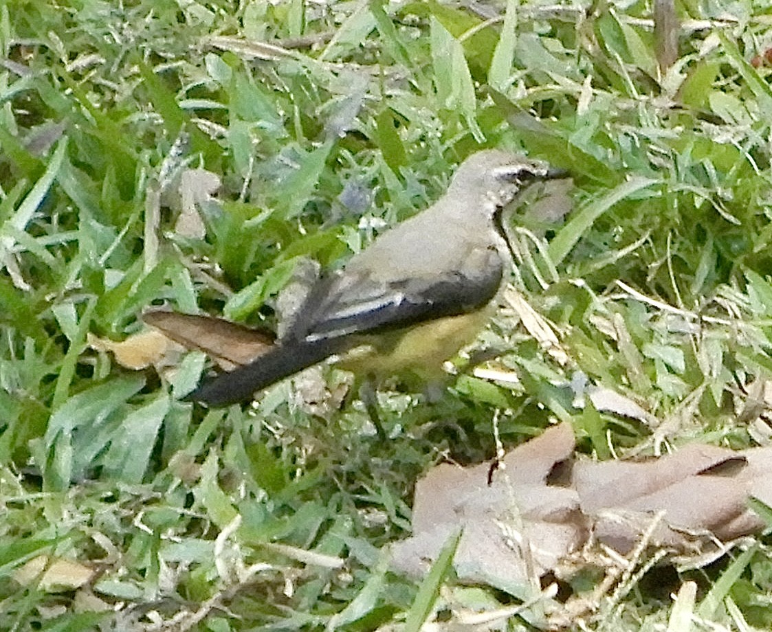 Madagascar Wagtail - ML644134804