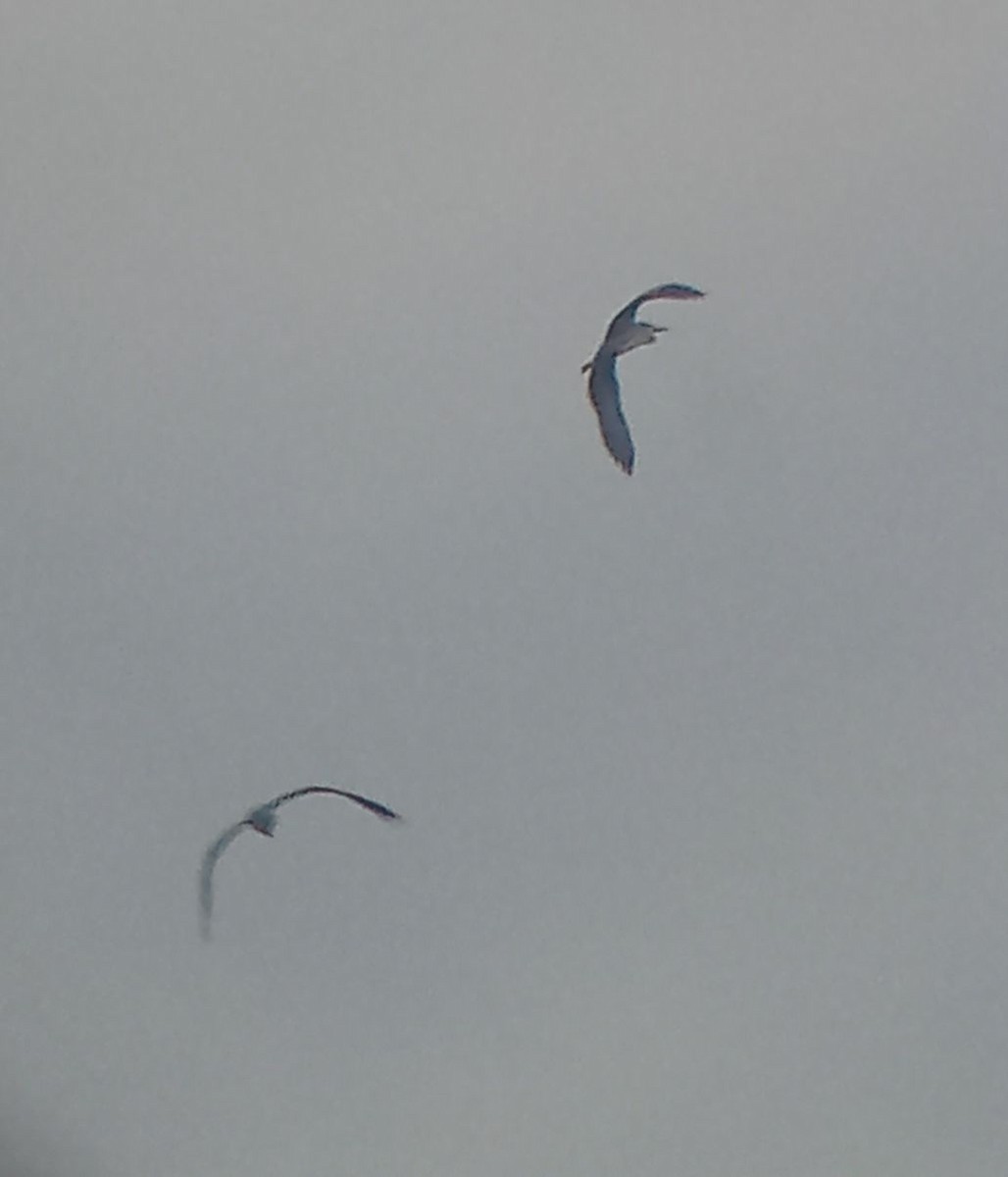 Gray Heron - ML644134805