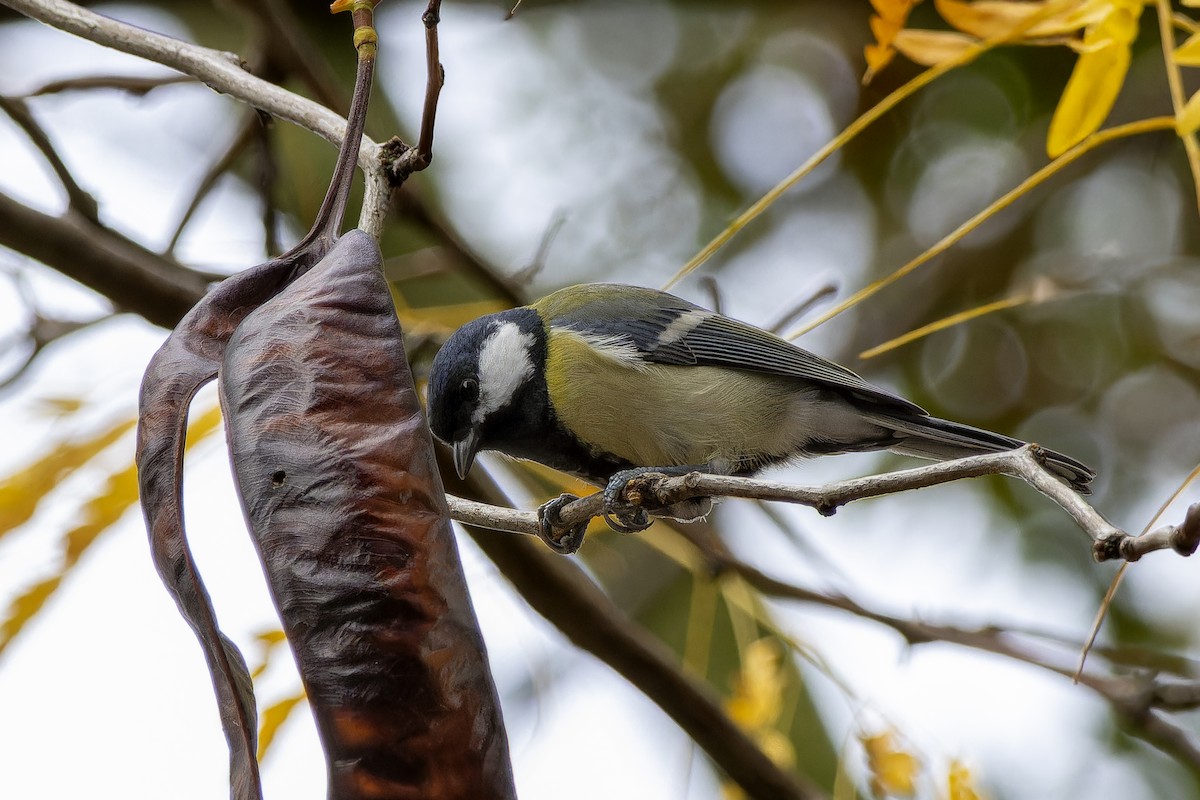 Great Tit - ML644134807