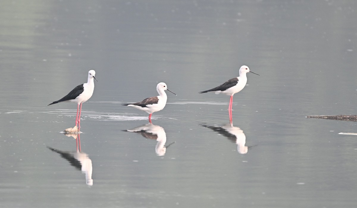 stylteløper - ML644134808