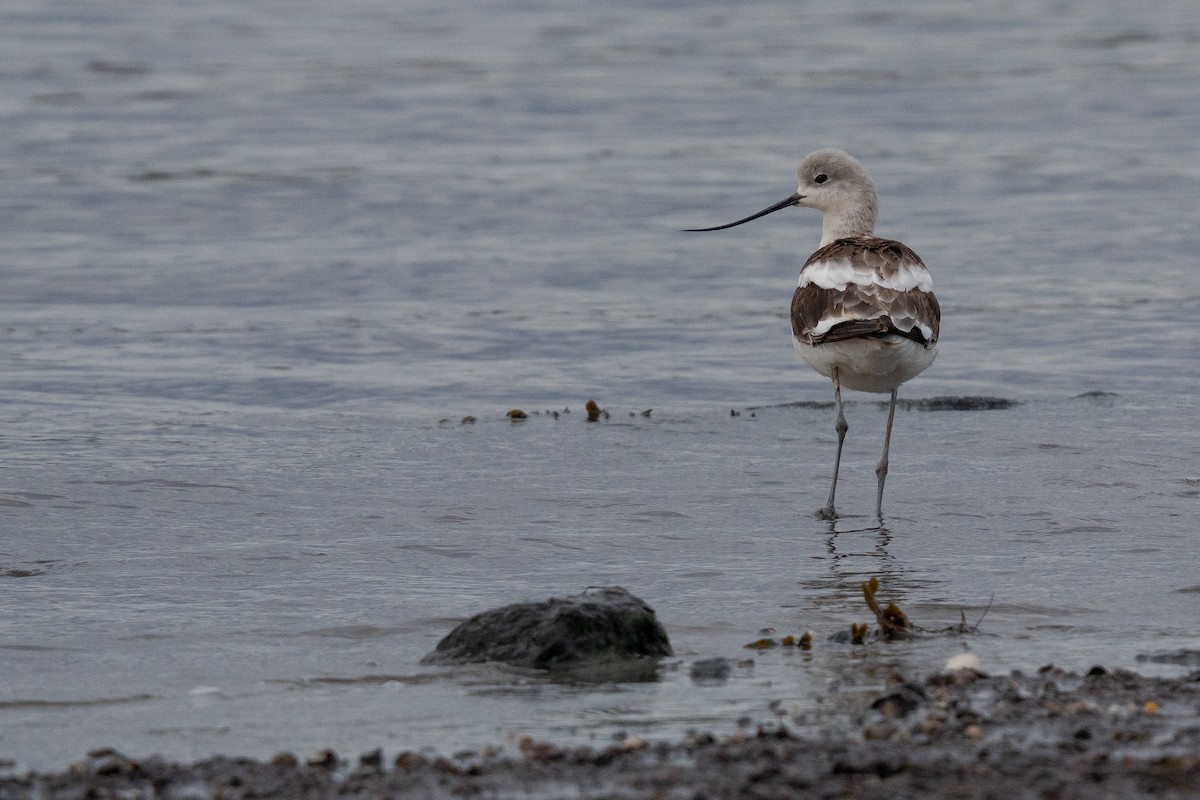 American Avocet - ML644134813