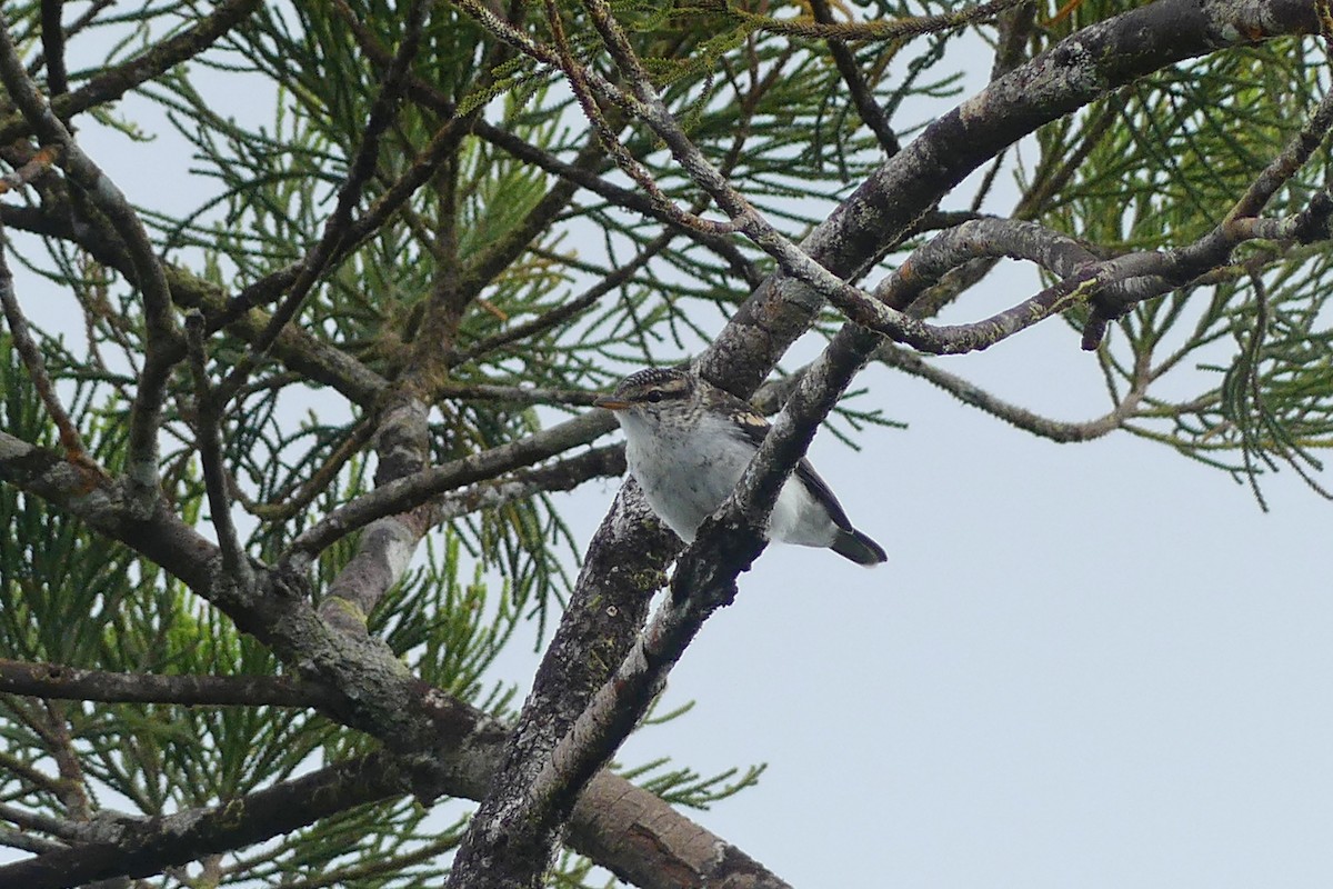 Polynesian Triller - ML644134815