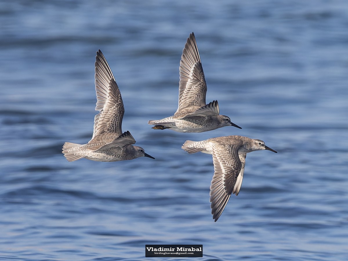 Red Knot - ML644134818