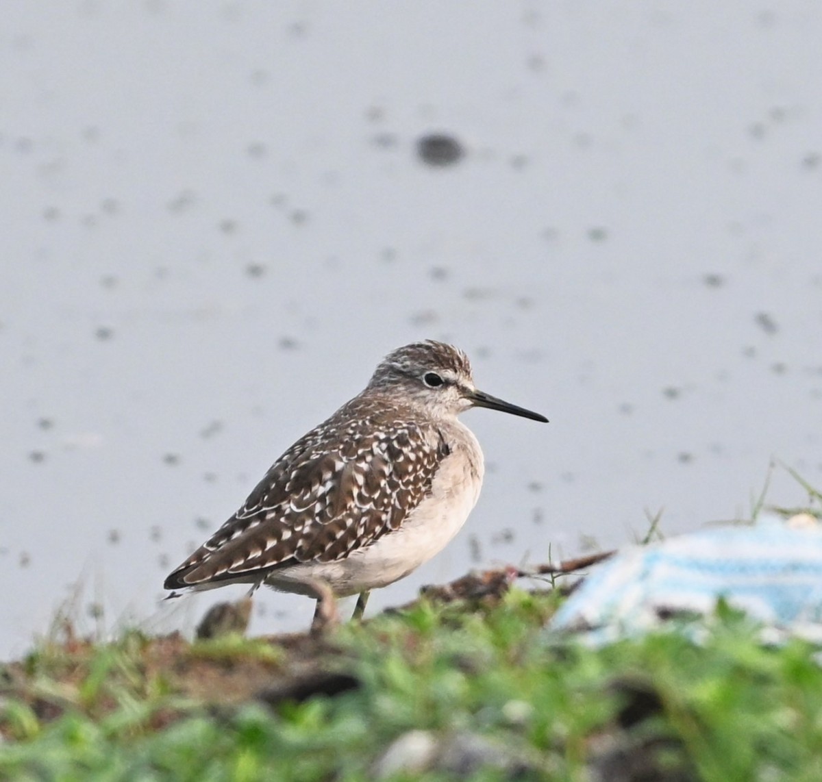 grønnstilk - ML644134828