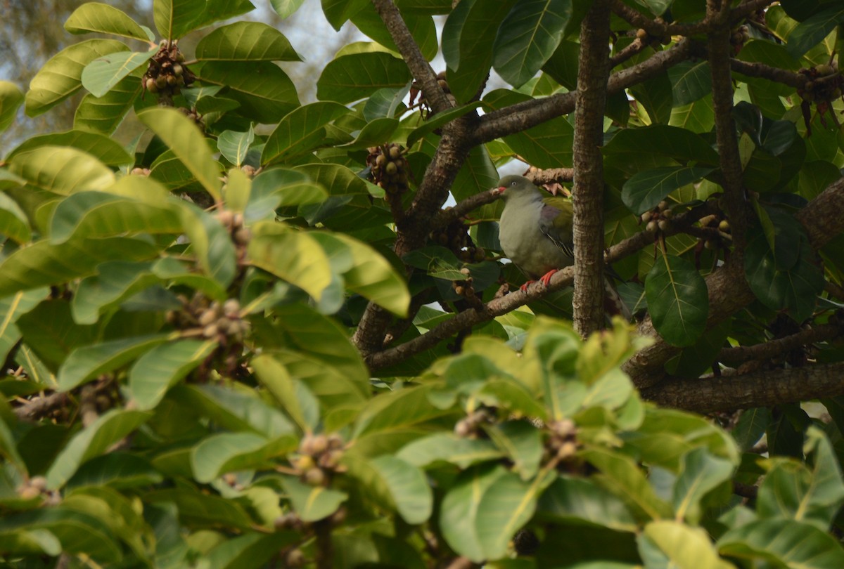 African Green-Pigeon - ML644134831