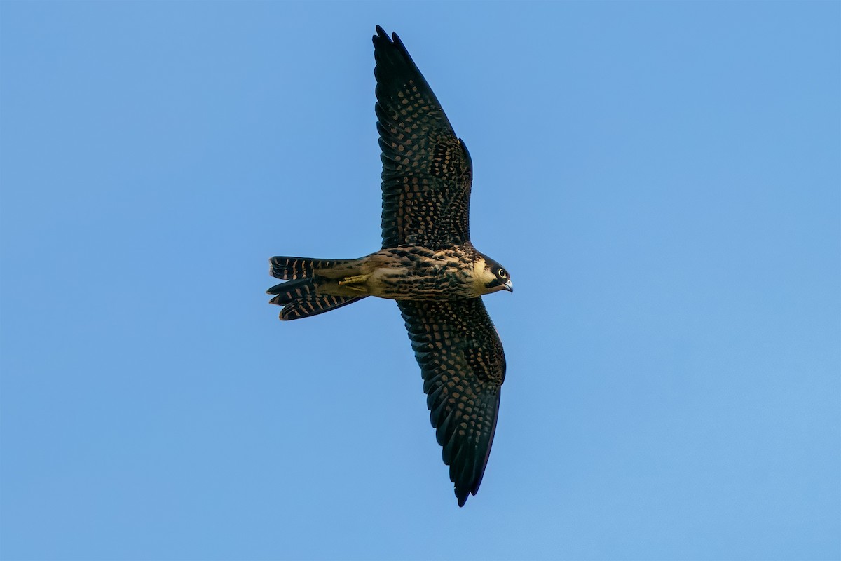 Eurasian Hobby - ML644134834
