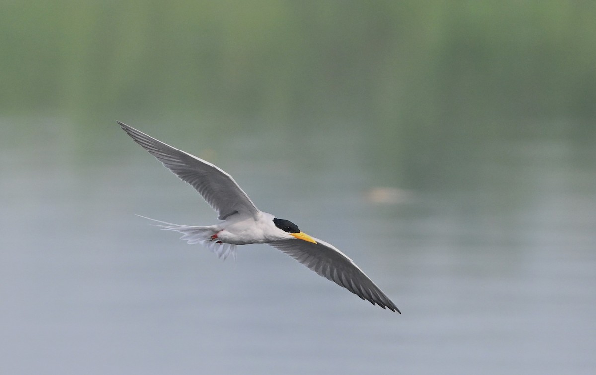 flodterne - ML644134840