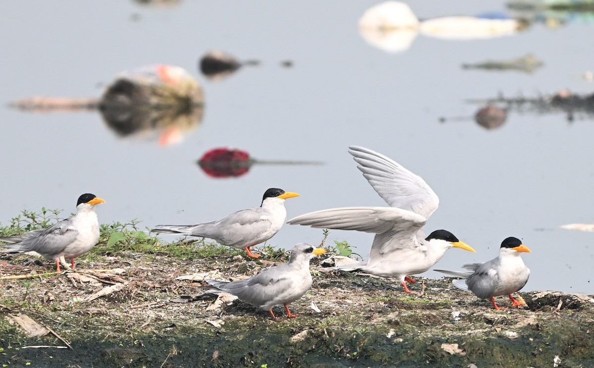 flodterne - ML644134841