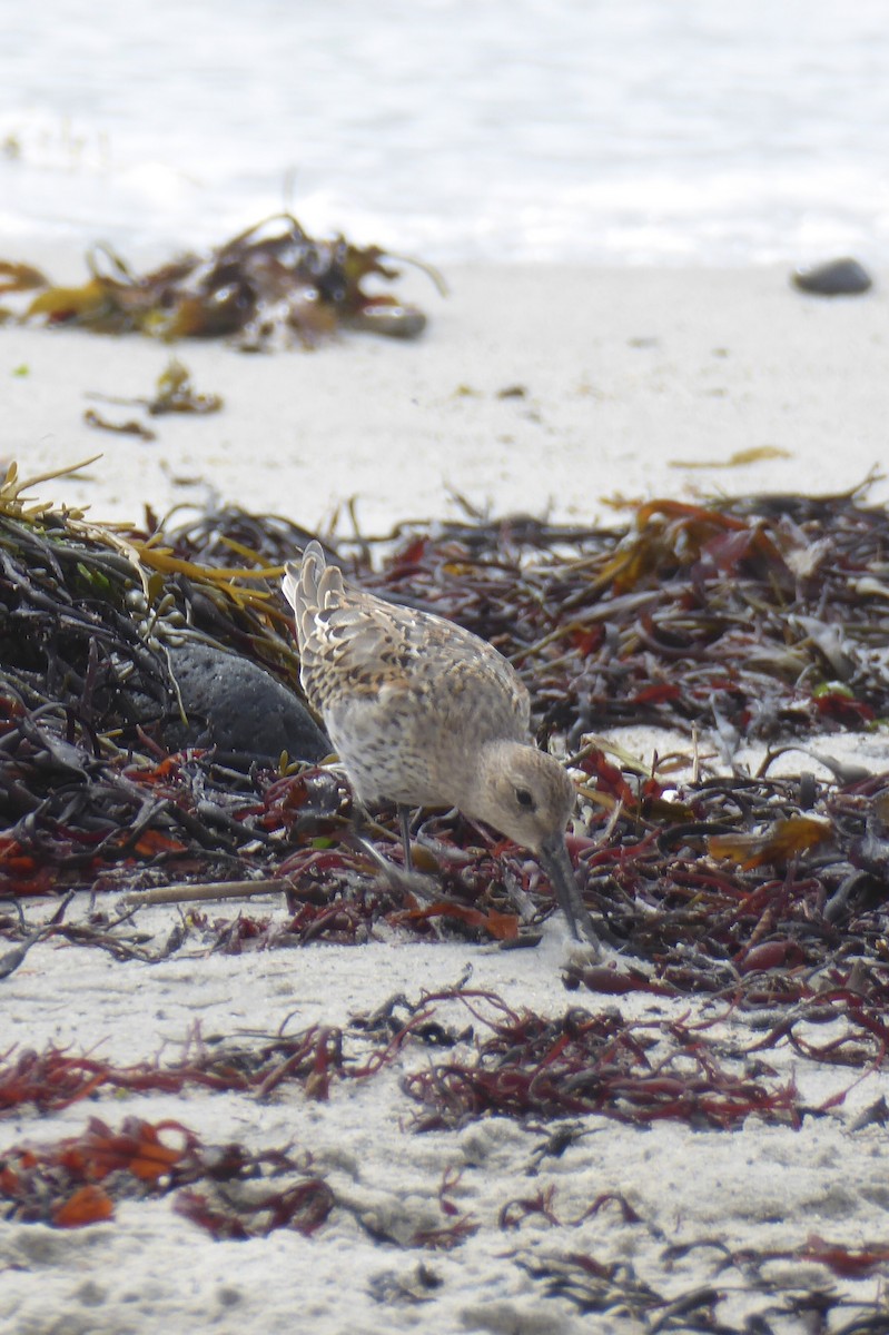 Dunlin - ML644134842